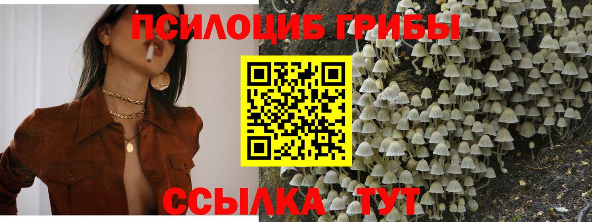 Псилоцибиновые грибы GOLDEN TEACHER Гай